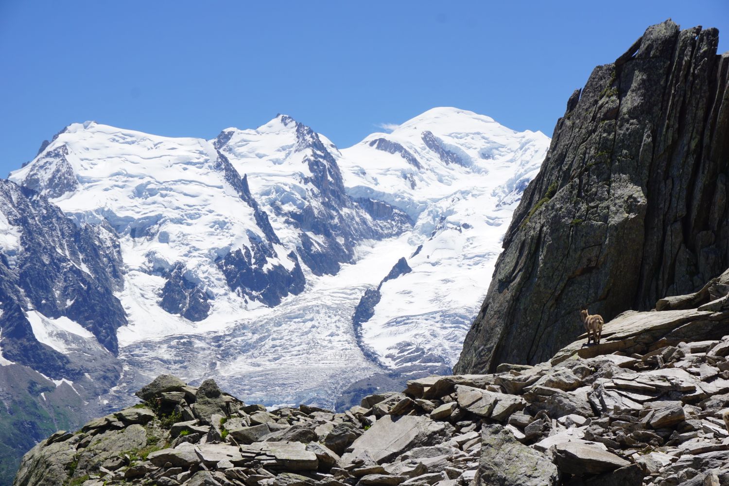 Bir dağ keçisi Maudit-Tacul-Blanc üçlüsünü izlerken...