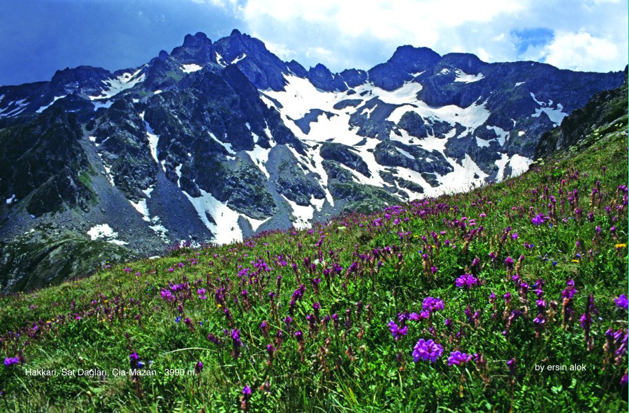 Ersin ALOK arşivinden - Satlar