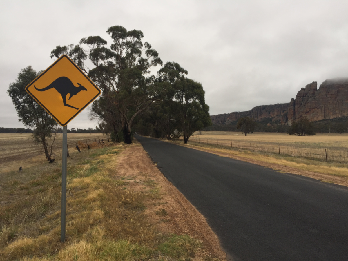 ozellikle aksam saatlerinde aniden yola atlayabilen kangurular araclar icin buyuk bir tehlike olusturmaktadir.
