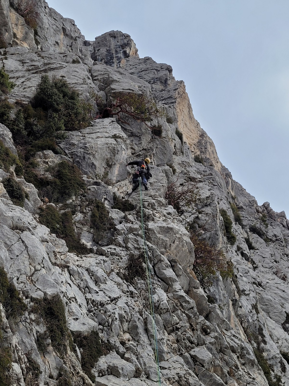 Sandal ağacında biten kilit dihedral